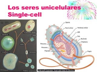 Los seres unicelulares Single-cell  