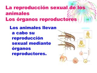 La reproducción sexual de los animales Los órganos reproductores Los animales llevan a cabo su reproducción sexual mediante órganos reproductores. 