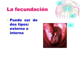 La fecundación Puede  ser  de dos tipos:  externa o interna 