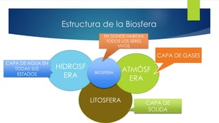 Estructura de la Biosfera
LITOSFERA
HIDROSF
ERA
ATMÓSF
ERA
BIOSFERA
CAPA DE GASES
CAPA DE
SOLIDA
CAPA DE AGUA EN
TODAS SUS
ESTADOS
EN DONDE HABITAN
TODOS LOS SERES
VIVOS
 