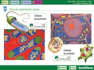 BIOLOGÍA Y GEOLOGÍA 4.º ESO
La célula. Unidad de vida
Célula
eucariota
INICIO ESQUEMA RECURSOS INTERNET
Tipos de organización celular
SALIRANTERIOR
Célula
procariota
VER
ESTRUCTURA
VER
ESTRUCTURA
 