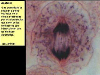 BIOLOGÍA Y GEOLOGÍA 4.º ESO
La célula. Unidad de vida
 
