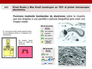 Ernst Ruska y Max Knoll construyen en 1931 el primer microscopio
electrónico.
1931
Funciona mediante bombardeo de electrones sobre la muestra
que son dirigidos a una pantalla o película fotográfica para crear una
imagen visible
El microscopio óptico puede separar puntos
de una distancia inferior a 5 Angstrom (0,5
nanómetros)
Se pueden logran
hasta un millón de
aumentos
 