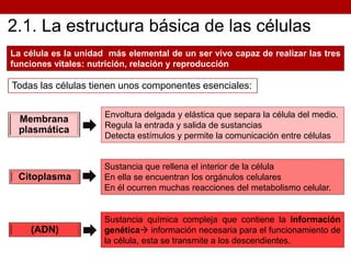 Todas las células tienen unos componentes esenciales:
Citoplasma
Sustancia que rellena el interior de la célula
En ella se encuentran los orgánulos celulares
En él ocurren muchas reacciones del metabolismo celular.
Membrana
plasmática
(ADN)
Sustancia química compleja que contiene la información
genética información necesaria para el funcionamiento de
la célula, esta se transmite a los descendientes.
Envoltura delgada y elástica que separa la célula del medio.
Regula la entrada y salida de sustancias
Detecta estímulos y permite la comunicación entre células
La célula es la unidad más elemental de un ser vivo capaz de realizar las tres
funciones vitales: nutrición, relación y reproducción
 