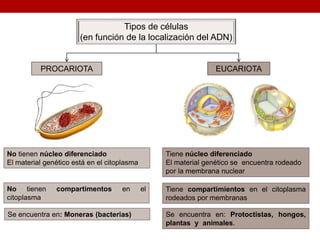 EUCARIOTAPROCARIOTA
Tiene núcleo diferenciado
El material genético se encuentra rodeado
por la membrana nuclear
Tiene compartimientos en el citoplasma
rodeados por membranas
Se encuentra en: Protoctistas, hongos,
plantas y animales.
No tienen núcleo diferenciado
El material genético está en el citoplasma
No tienen compartimentos en el
citoplasma
Se encuentra en: Moneras (bacterias)
Tipos de células
(en función de la localización del ADN)
 