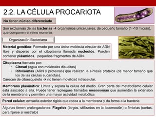 No tienen núcleo diferenciado
Material genético: Formado por una única molécula circular de ADN
libre y disperso por el citoplasma llamada nucleoide. Pueden
contener plásmidos, pequeños fragmentos de ADN.
Organización Bacteriana
Citoplasma formado por:
• Citosol (agua con moléculas disueltas)
• Ribosomas (ARN y proteínas) que realizan la síntesis proteica (de menor tamaño que
los de las células eucariotas).
Carecen de citoesqueleto  no tienen movilidad intracelular.
Membrana plasmática: Limita y separa la célula del medio. Gran parte del metabolismo celular
está asociado a ella. Puede tener repliegues llamados mesosomas que aumentan la extensión
de la membrana y permiten una mayor actividad metabólica
Son exclusivas de las bacterias  organismos unicelulares, de pequeño tamaño (1 -10 micras),
que componen el reino moneras
Pared celular: envuelta exterior rígida que rodea a la membrana y da forma a la bacteria
Algunas tienen prolongaciones: Flagelos (largos, utilizados en la locomoción) o fimbrias (cortas,
para fijarse al sustrato)
 
