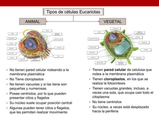 Tipos de células Eucariotas
• Tienen pared celular de celulosa que
rodea a la membrana plasmática
• Tienen cloroplastos, en los que se
realiza la fotosíntesis
• Tienen vacuolas grandes, incluso, a
veces una sola, que ocupa casi todo el
citoplasma
• No tiene centriolos
• Su núcleo, a veces está desplazado
hacia la periferia
• No tienen pared celular rodeando a la
membrana plasmática
• No Tiene cloroplastos
• No tienen vacuolas y si las tiene son
pequeñas y numerosas
• Posee centriolos, por lo que pueden
presentar cilios y flagelos
• Su núcleo suele ocupar posición central
• Algunas pueden tener cilios o flagelos,
que les permiten realizar movimiento
ANIMAL VEGETAL
 