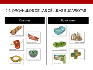 2.4. ORGÁNULOS DE LAS CÉLULAS EUCARIOTAS
Comunes No comunes
 