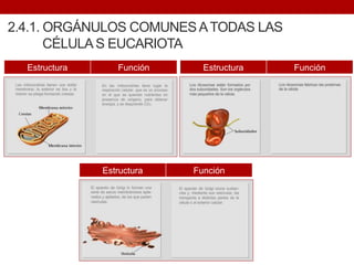 2.4.1. ORGÁNULOS COMUNES ATODAS LAS
CÉLULA S EUCARIOTA
Estructura Función Estructura Función
Estructura Función
 