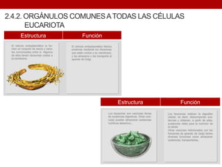 2.4.2. ORGÁNULOS COMUNESATODAS LAS CÉLULAS
EUCARIOTA
Estructura Función
Estructura Función
 