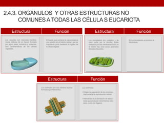 2.4.3. ORGÁNULOS Y OTRAS ESTRUCTURAS NO
COMUNESATODAS LAS CÉLULAS EUCARIOTA
Estructura Función Estructura Función
Estructura Función
 