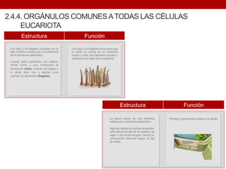 2.4.4. ORGÁNULOS COMUNESATODAS LAS CÉLULAS
EUCARIOTA
Estructura Función
Estructura Función
 