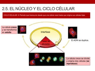 2.5. EL NÚCLEO Y EL CICLO CÉLULAR
CICLO CELULAR  Periodo que transcurre desde que una célula nace hasta que origina sus células hijas
Interfase
Fase de
división
La célula crece
y se transforma
en adulta
La célula crece se divide
y origina dos células (se
reproduce)
El ADN se duplica.
 