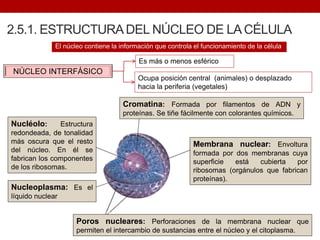 2.5.1. ESTRUCTURADEL NÚCLEO DE LA CÉLULA
El núcleo contiene la información que controla el funcionamiento de la célula
Es más o menos esférico
NÚCLEO INTERFÁSICO
Ocupa posición central (animales) o desplazado
hacia la periferia (vegetales)
Membrana nuclear: Envoltura
formada por dos membranas cuya
superficie está cubierta por
ribosomas (orgánulos que fabrican
proteínas).
Cromatina: Formada por filamentos de ADN y
proteínas. Se tiñe fácilmente con colorantes químicos.
Nucléolo: Estructura
redondeada, de tonalidad
más oscura que el resto
del núcleo. En él se
fabrican los componentes
de los ribosomas.
Poros nucleares: Perforaciones de la membrana nuclear que
permiten el intercambio de sustancias entre el núcleo y el citoplasma.
Nucleoplasma: Es el
líquido nuclear
 