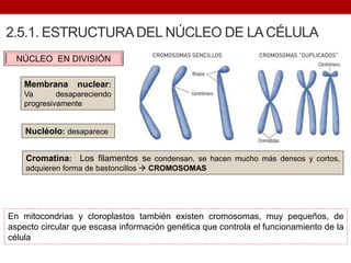 2.5.1. ESTRUCTURADEL NÚCLEO DE LA CÉLULA
NÚCLEO EN DIVISIÓN
Membrana nuclear:
Va desapareciendo
progresivamente
Cromatina: Los filamentos se condensan, se hacen mucho más densos y cortos,
adquieren forma de bastoncillos  CROMOSOMAS
Nucléolo: desaparece
En mitocondrias y cloroplastos también existen cromosomas, muy pequeños, de
aspecto circular que escasa información genética que controla el funcionamiento de la
célula
 