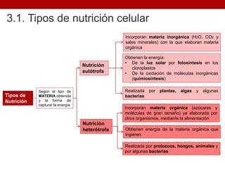 3.1. Tipos de nutrición celular
Según el tipo de
MATERIA obtenida
y la forma de
capturar la energía
Tipos de
Nutrición
Nutrición
autótrofa
Nutrición
heterótrofa
Incorporan materia inorgánica (H2O, CO2 y
sales minerales) con la que elaboran materia
orgánica
Obtienen la energía:
• De la luz solar por fotosíntesis en los
cloroplastos
• De la oxidación de moléculas inorgánicas
(quimiosíntesis)
Incorporan materia orgánica (azúcares y
moléculas de gran tamaño) ya elaborada por
otros organismos, mediante la alimentación
Obtienen energía de la materia orgánica que
ingieren
Realizada por protozoos, hongos, animales y
por algunas bacterias
Realizada por plantas, algas y algunas
bacterias
 