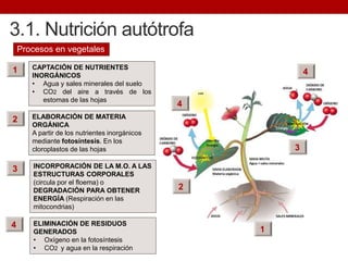 CAPTACIÓN DE NUTRIENTES
INORGÁNICOS
• Agua y sales minerales del suelo
• CO2 del aire a través de los
estomas de las hojas
3.1. Nutrición autótrofa
Procesos en vegetales
1
1
2
3
4
ELABORACIÓN DE MATERIA
ORGÁNICA
A partir de los nutrientes inorgánicos
mediante fotosíntesis. En los
cloroplastos de las hojas
2
INCORPORACIÓN DE LA M.O. A LAS
ESTRUCTURAS CORPORALES
(circula por el floema) o
DEGRADACIÓN PARA OBTENER
ENERGÍA (Respiración en las
mitocondrias)
ELIMINACIÓN DE RESIDUOS
GENERADOS
• Oxígeno en la fotosíntesis
• CO2 y agua en la respiración
3
4
4
 