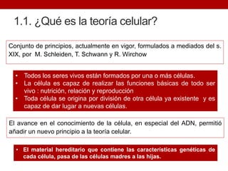 1.1. ¿Qué es la teoría celular?
Conjunto de principios, actualmente en vigor, formulados a mediados del s.
XIX, por M. Schleiden, T. Schwann y R. Wirchow
• Todos los seres vivos están formados por una o más células.
• La célula es capaz de realizar las funciones básicas de todo ser
vivo : nutrición, relación y reproducción
• Toda célula se origina por división de otra célula ya existente y es
capaz de dar lugar a nuevas células.
• El material hereditario que contiene las características genéticas de
cada célula, pasa de las células madres a las hijas.
El avance en el conocimiento de la célula, en especial del ADN, permitió
añadir un nuevo principio a la teoría celular.
 