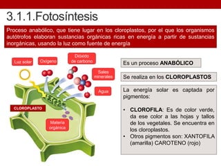 Es un proceso ANABÓLICO
3.1.1.Fotosíntesis
Proceso anabólico, que tiene lugar en los cloroplastos, por el que los organismos
autótrofos elaboran sustancias orgánicas ricas en energía a partir de sustancias
inorgánicas, usando la luz como fuente de energía
Se realiza en los CLOROPLASTOS
La energía solar es captada por
pigmentos:
• CLOROFILA: Es de color verde,
da ese color a las hojas y tallos
de los vegetales. Se encuentra en
los cloroplastos.
• Otros pigmentos son: XANTOFILA
(amarilla) CAROTENO (rojo)
Luz solar
Agua
Dióxido
de carbonoOxígeno
Sales
minerales
Materia
orgánica
CLOROPLASTO
 