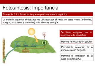 Es casi la única forma en la que se produce materia orgánica
Fotosíntesis: Importancia
Se libera oxígeno que se
incorpora a la atmósfera
Permitió la formación de la
atmósfera con oxígeno.
Permite la respiración celular
La materia orgánica sintetizada es utilizada por el resto de seres vivos (animales,
hongos, protozoos y bacterias) para obtener energía.
Permitió la formación de la
capa de ozono (O3)
 