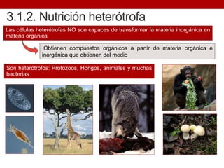 Obtienen compuestos orgánicos a partir de materia orgánica e
inorgánica que obtienen del medio
3.1.2. Nutrición heterótrofa
Las células heterótrofas NO son capaces de transformar la materia inorgánica en
materia orgánica
Son heterótrofos: Protozoos, Hongos, animales y muchas
bacterias
 