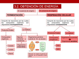 3.2. OBTENCIÓN DE ENERGÍA
RESPIRACIÓN CELULARFERMENTACIÓN
Conjunto de reacciones por las cuales
los compuestos orgánicos son
degradados completamente
La realizan
Organismos eucariotas
Organismos aerobios
Conjunto de reacciones por las cuales
los compuestos orgánicos son
degradados incompletamente
Compuestos
inorgánicos
Productos finales
Compuestos
orgánicos
La realizan
Organismos aerobios
cuando el O2 es escaso
Organismos
anaerobios
CO2
H2O
Acetato
Lactato
Etanol
Productos finales
En presencia de oxígenoEn ausencia de oxígeno
Algunas
bacterias y
Levaduras
Músculos sin oxígeno la glucosa se
degradar por vía anaerobia a ácido
láctico
 