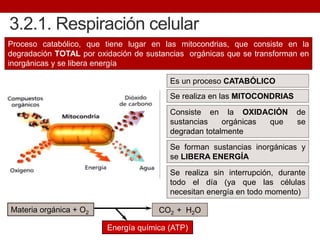 3.2.1. Respiración celular
Proceso catabólico, que tiene lugar en las mitocondrias, que consiste en la
degradación TOTAL por oxidación de sustancias orgánicas que se transforman en
inorgánicas y se libera energía
Es un proceso CATABÓLICO
Se realiza en las MITOCONDRIAS
Consiste en la OXIDACIÓN de
sustancias orgánicas que se
degradan totalmente
CO2 + H2OMateria orgánica + O2
Energía química (ATP)
Se forman sustancias inorgánicas y
se LIBERA ENERGÍA
Se realiza sin interrupción, durante
todo el día (ya que las células
necesitan energía en todo momento)
 