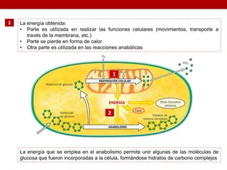 2 La energía obtenida:
• Parte es utilizada en realizar las funciones celulares (movimientos, transporte a
través de la membrana, etc.)
• Parte se pierde en forma de calor
• Otra parte es utilizada en las reacciones anabólicas
La energía que se emplea en el anabolismo permite unir algunas de las moléculas de
glucosa que fueron incorporadas a la célula, formándose hidratos de carbono complejos
 