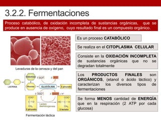 3.2.2. Fermentaciones
Proceso catabólico, de oxidación incompleta de sustancias orgánicas, que se
produce en ausencia de oxígeno, cuyo resultado final es un compuesto orgánico.
Es un proceso CATABÓLICO
Se realiza en el CITOPLASMA CELULAR
Consiste en la OXIDACIÓN INCOMPLETA
de sustancias orgánicas que no se
degradan totalmente
Los PRODUCTOS FINALES son
ORGÁNICOS, (etanol o ácido láctico) y
caracterizan los diversos tipos de
fermentaciones
Se forma MENOS cantidad de ENERGÍA
que en la respiración (2 ATP por cada
glucosa)
Levaduras de la cerveza y del pan
Fermentación láctica
 