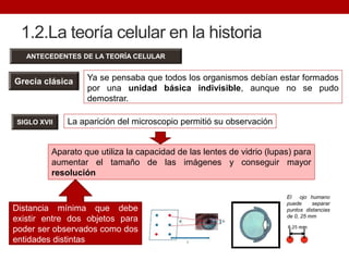 1.2.La teoría celular en la historia
Ya se pensaba que todos los organismos debían estar formados
por una unidad básica indivisible, aunque no se pudo
demostrar.
SIGLO XVII
ANTECEDENTES DE LA TEORÍA CELULAR
La aparición del microscopio permitió su observación
Grecia clásica
Aparato que utiliza la capacidad de las lentes de vidrio (lupas) para
aumentar el tamaño de las imágenes y conseguir mayor
resolución
Distancia mínima que debe
existir entre dos objetos para
poder ser observados como dos
entidades distintas
El ojo humano
puede separar
puntos distancias
de 0, 25 mm
 