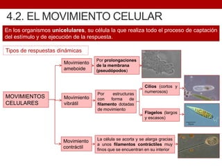 4.2. EL MOVIMIENTO CELULAR
En los organismos unicelulares, su célula la que realiza todo el proceso de captación
del estímulo y de ejecución de la respuesta.
MOVIMIENTOS
CELULARES
Movimiento
ameboide
Por prolongaciones
de la membrana
(pseudópodos)
Por estructuras
con forma de
filamento dotadas
de movimiento
Movimiento
vibrátil
Flagelos (largos
y escasos)
Movimiento
contráctil
Cilios (cortos y
numerosos)
Tipos de respuestas dinámicas
La célula se acorta y se alarga gracias
a unos filamentos contráctiles muy
finos que se encuentran en su interior
 