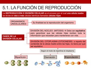 5.1. LA FUNCIÓN DE REPRODUCCIÓN
ORGANISMOS
UNICELULARES
La REPRODUCCIÓN O DIVISIÓN CELULAR es el proceso por el cual una célula madre
se divide en dos o más células idénticas llamadas células hijas
Su finalidad es la reproducción del organismo
FASES DE LA
DIVISIÓN CELULAR
DIVISIÓN DEL NÚCLEO (MITOSIS)  Debe ser equitativa
para garantizar que las células hijas reciban toda la
información que necesitan para mantenerse con vida.
DIVISIÓN DEL CITOPLASMA (CITOCINESIS) o reparto del
contenido de la célula madre entre las hijas, no tiene por qué
ser equitativo
Según el modo de repartirse el citoplasma
Bipartición Gemación Esporulación
 