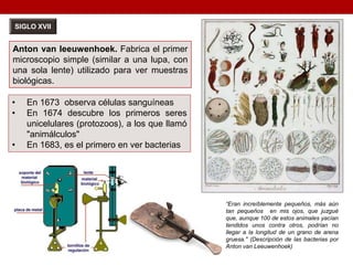 SIGLO XVII
Anton van leeuwenhoek. Fabrica el primer
microscopio simple (similar a una lupa, con
una sola lente) utilizado para ver muestras
biológicas.
• En 1673 observa células sanguíneas
• En 1674 descubre los primeros seres
unicelulares (protozoos), a los que llamó
"animálculos"
• En 1683, es el primero en ver bacterias
“Eran increíblemente pequeños, más aún
tan pequeños en mis ojos, que juzgué
que, aunque 100 de estos animales yacían
tendidos unos contra otros, podrían no
llegar a la longitud de un grano de arena
gruesa." (Descripción de las bacterias por
Anton van Leeuwenhoek)
 