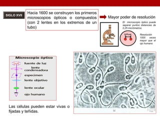 SIGLO XVII
Hacia 1600 se construyen los primeros
microscopios ópticos o compuestos
(con 2 lentes en los extremos de un
tubo)
Mayor poder de resolución
El microscopio óptico puede
separar puntos distancias de
0,25 micrómetros
Resolución
1000 veces
mayor que el
ojo humano
Las células pueden estar vivas o
fijadas y teñidas.
 