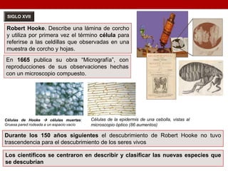 SIGLO XVII
Robert Hooke. Describe una lámina de corcho
y utiliza por primera vez el término célula para
referirse a las celdillas que observadas en una
muestra de corcho y hojas.
En 1665 publica su obra “Micrografía”, con
reproducciones de sus observaciones hechas
con un microscopio compuesto.
Células de Hooke  células muertas:
Gruesa pared rodeada a un espacio vacío
Células de la epidermis de una cebolla, vistas al
microscopio óptico (86 aumentos)
Durante los 150 años siguientes el descubrimiento de Robert Hooke no tuvo
trascendencia para el descubrimiento de los seres vivos
Los científicos se centraron en describir y clasificar las nuevas especies que
se descubrían
 