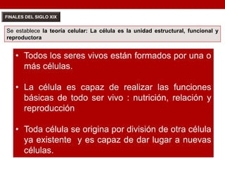Se establece la teoría celular: La célula es la unidad estructural, funcional y
reproductora
FINALES DEL SIGLO XIX
• Todos los seres vivos están formados por una o
más células.
• La célula es capaz de realizar las funciones
básicas de todo ser vivo : nutrición, relación y
reproducción
• Toda célula se origina por división de otra célula
ya existente y es capaz de dar lugar a nuevas
células.
 