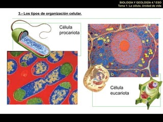 BIOLOGÍA Y GEOLOGÍA 4.º ESO
Tema 1: La célula. Unidad de vida
Célula
eucariota
Célula
procariota
3.- Los tipos de organiza...