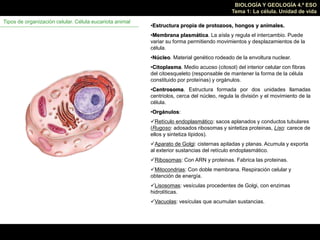 BIOLOGÍA Y GEOLOGÍA 4.º ESO
Tema 1: La célula. Unidad de vida
Tipos de organización celular. Célula eucariota animal
•Estr...