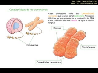 BIOLOGÍA Y GEOLOGÍA 4.º ESO
Tema 1: La célula. Unidad de vida
Características de los cromosomas
Cromátidas hermanas
Cromat...
