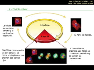 BIOLOGÍA Y GEOLOGÍA 4.º ESO
Tema 1: La célula. Unidad de vida
7.- El ciclo celular
Interfase
Fase M
La célula
aumenta su
t...