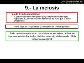 BIOLOGÍA Y GEOLOGÍA 4.º ESO
Tema 1: La célula. Unidad de vida
9.- La meiosis
• Tipo de división reduccional:
– A partir de...