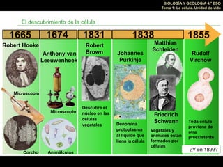 BIOLOGÍA Y GEOLOGÍA 4.º ESO
Tema 1: La célula. Unidad de vida
El descubrimiento de la célula
1665
Robert Hooke
Microscopio...