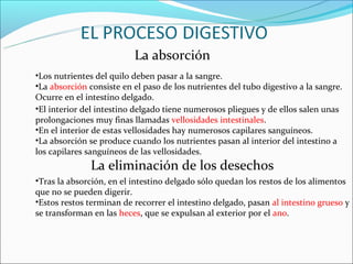 La absorción
•Los nutrientes del quilo deben pasar a la sangre.
•La absorción consiste en el paso de los nutrientes del tubo digestivo a la sangre.
Ocurre en el intestino delgado.
•El interior del intestino delgado tiene numerosos pliegues y de ellos salen unas
prolongaciones muy finas llamadas vellosidades intestinales.
•En el interior de estas vellosidades hay numerosos capilares sanguíneos.
•La absorción se produce cuando los nutrientes pasan al interior del intestino a
los capilares sanguíneos de las vellosidades.
              La eliminación de los desechos
•Tras la absorción, en el intestino delgado sólo quedan los restos de los alimentos
que no se pueden digerir.
•Estos restos terminan de recorrer el intestino delgado, pasan al intestino grueso y
se transforman en las heces, que se expulsan al exterior por el ano.
 