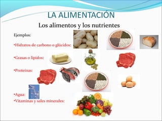 Los alimentos y los nutrientes
Ejemplos:

•Hidratos de carbono o glúcidos:


•Grasas o lípidos:


•Proteínas:




•Agua:
•Vitaminas y sales minerales:
 