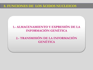 1.- ALMACENAMIENTO Y EXPRESIÓN DE LA
INFORMACIÓN GENÉTICA
2.- TRANSMISIÓN DE LA INFORMACIÓN
GENÉTICA
8. FUNCIONES DE LOS ÁCIDOS NUCLEICOS8. FUNCIONES DE LOS ÁCIDOS NUCLEICOS
 