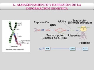 1.- ALMACENAMIENTO Y EXPRESIÓN DE LA
INFORMACIÓN GENÉTICA
 