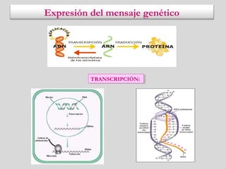 Expresión del mensaje genético
TRANSCRIPCIÓN:TRANSCRIPCIÓN:
 