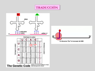 TRADUCCIÓNTRADUCCIÓN
 