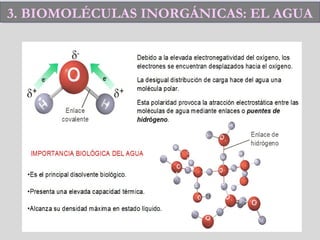 3. BIOMOLÉCULAS INORGÁNICAS: EL AGUA3. BIOMOLÉCULAS INORGÁNICAS: EL AGUA
 