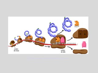 CONCEPTOS ANIMADOS EN HIPERTEXTOS DEL ÁREA DE BIOLOGÍA
 